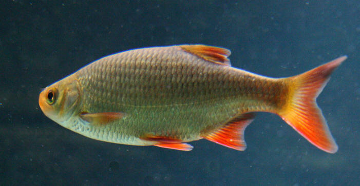 Scardinius erythrophthalmus from Wikimedia Commons.