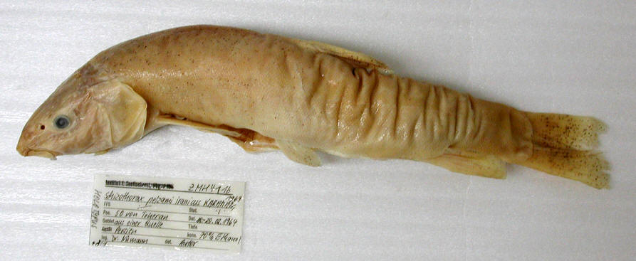 Schizothorax pelzami iranicus holotype