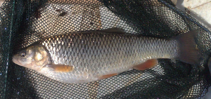 Courtesy of S. Nouripanah, Lakan River, Anzali Mordab basin, female, 40 cm, 0.9 kg
