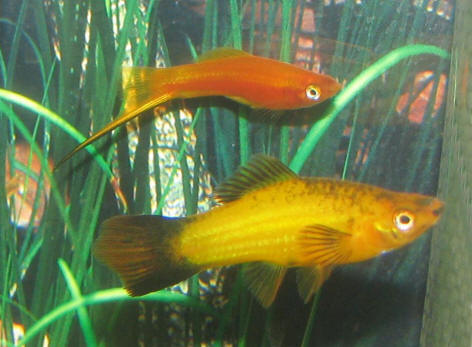 aquarium swordtails from Wikimedia Commons