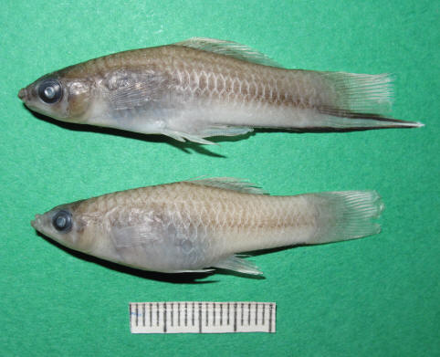 Male and female specimens from Jahrom