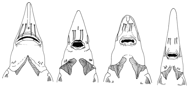 Ventral view of heads of Huso huso, Acipenser nudiventris, A. gueldenstaedtii 