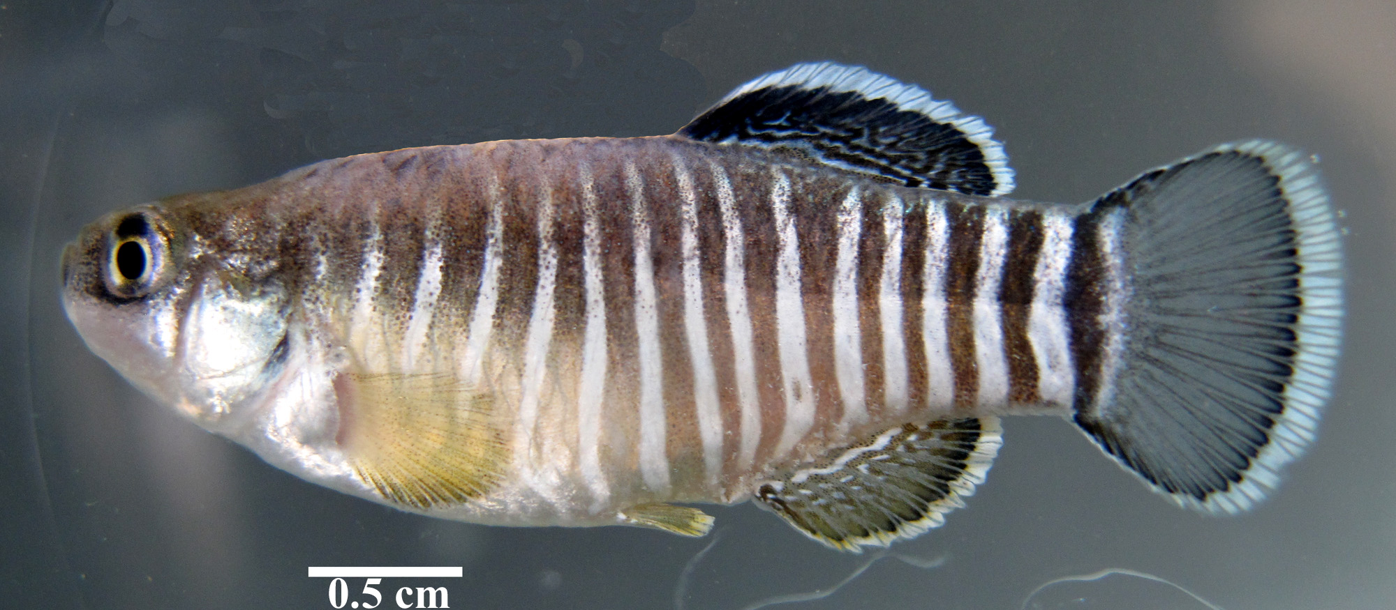 Male, courtesy of Z. Gholami, A. Gholamifard and R. Zarei