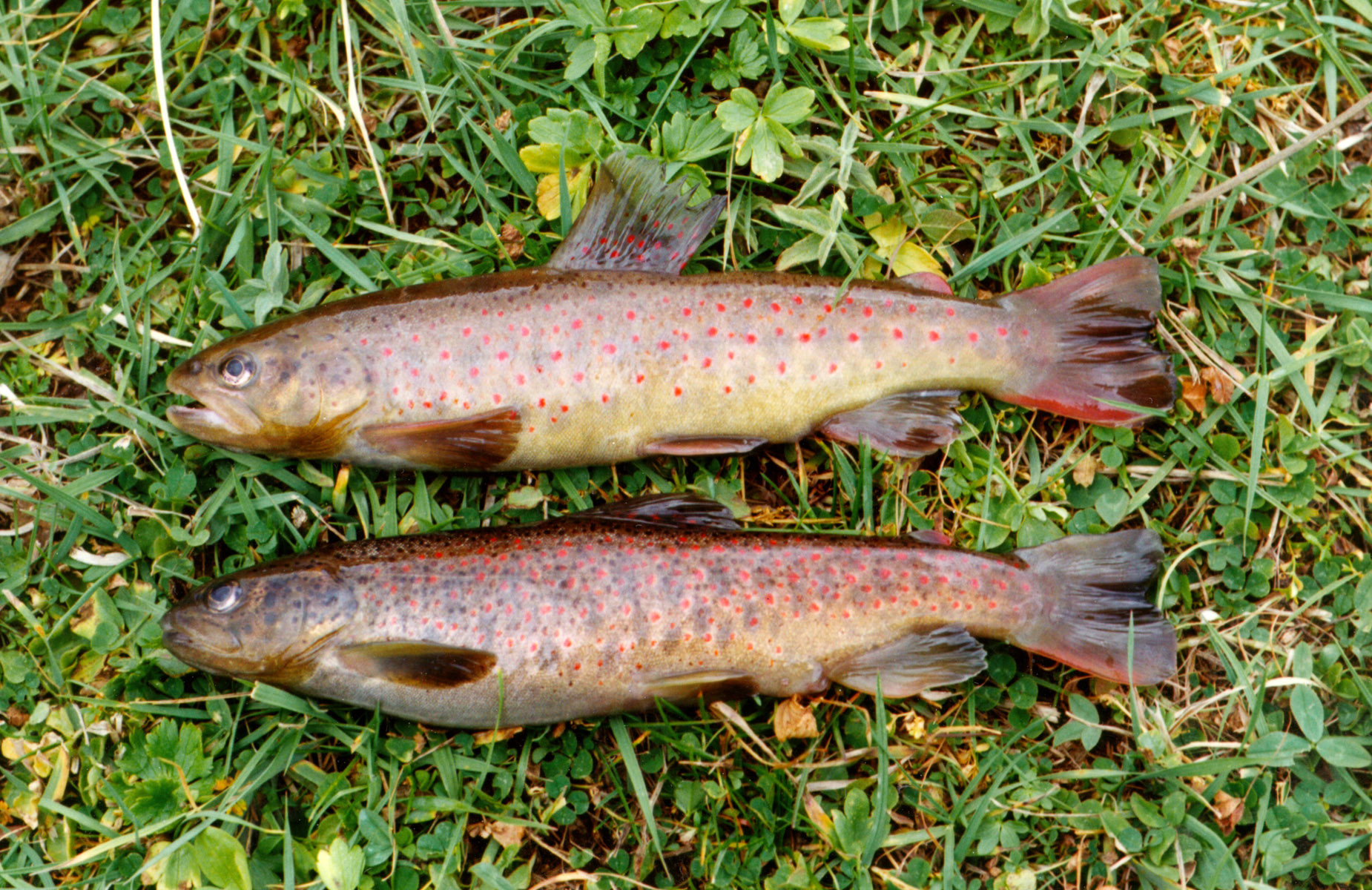 Liqvan Chay trout, ca, 27.0 cm total length, 4 October 1994, courtesy of Asghar Abdoli 