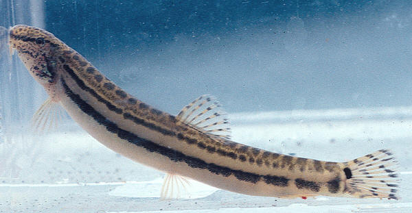 CMNFI 1979-0435, 1, 62.0 mm standard length, Gilan, stream 10 km west of Ramsar (36�57'N, 50�37'E), B. W. Coad