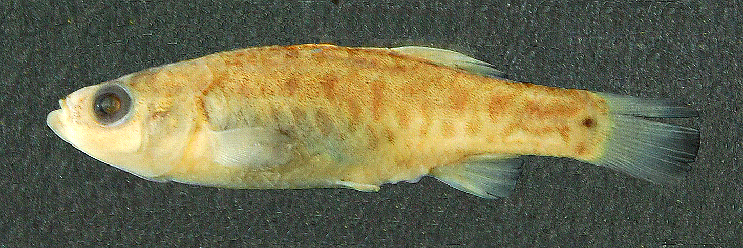 Female holotype