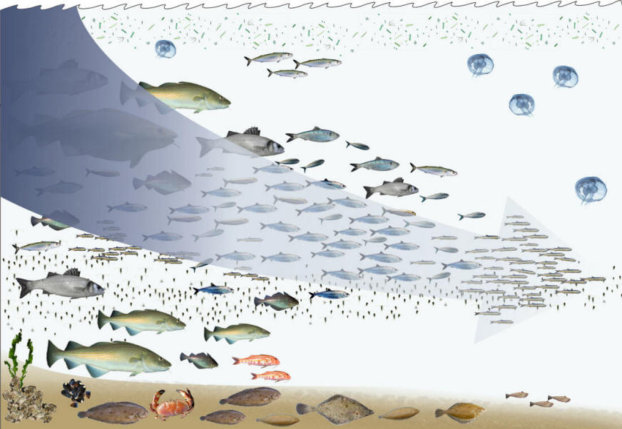essay on ichthyology essay on ichthyology