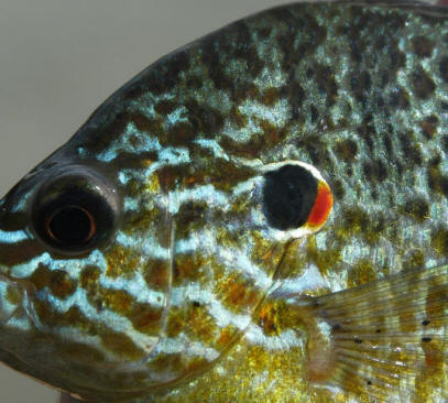 Lepomis gibbosus, close-up of head, 
Lac Betrand, 14 July 2006. Photo: Brian W. Coad.