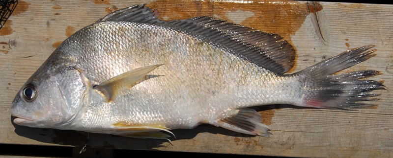 Aplodinotus grunniens, South Nation River, Jessups Falls. Photo: Brian W. Coad.