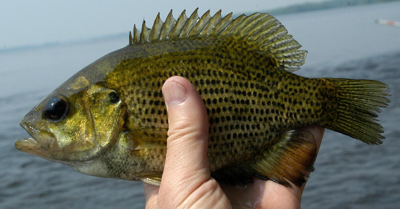 Ambloplites rupestris, Ottawa River at Champlain 
Bridge, 28 June 2005. Photo: Brian W. Coad.