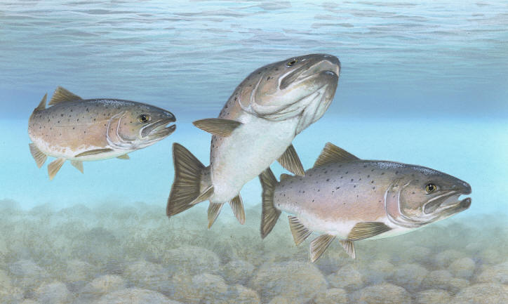 Salmo salar, U.S. Fish and Wildlife Service.