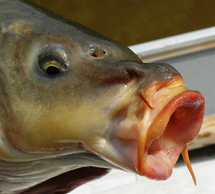 Cyprinus carpio mouth, South Nation River downstream of Pont Seguin, 11 August 2004. Photo: Brian W. Coad.