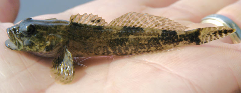 Cottus bairdii, Ottawa River at Champlain Bridge, 28 June 2005. Photo: Brian W. Coad.