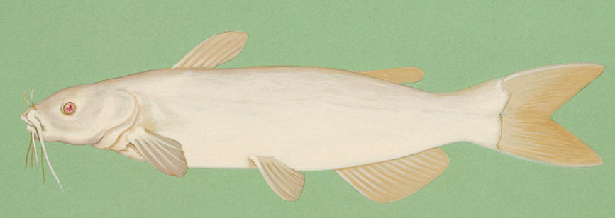 Ictalurus punctatus albino, courtesy of Duane Raver and the U.S. Fish and Wildlife Service.