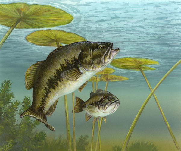 Micropterus salmoides, U.S. Fish and Wildlife Service.