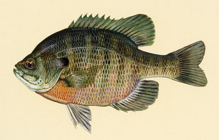 Lepomis macrochirus, courtesy of Duane Raver and the U.S. Fish and Wildlife Service.