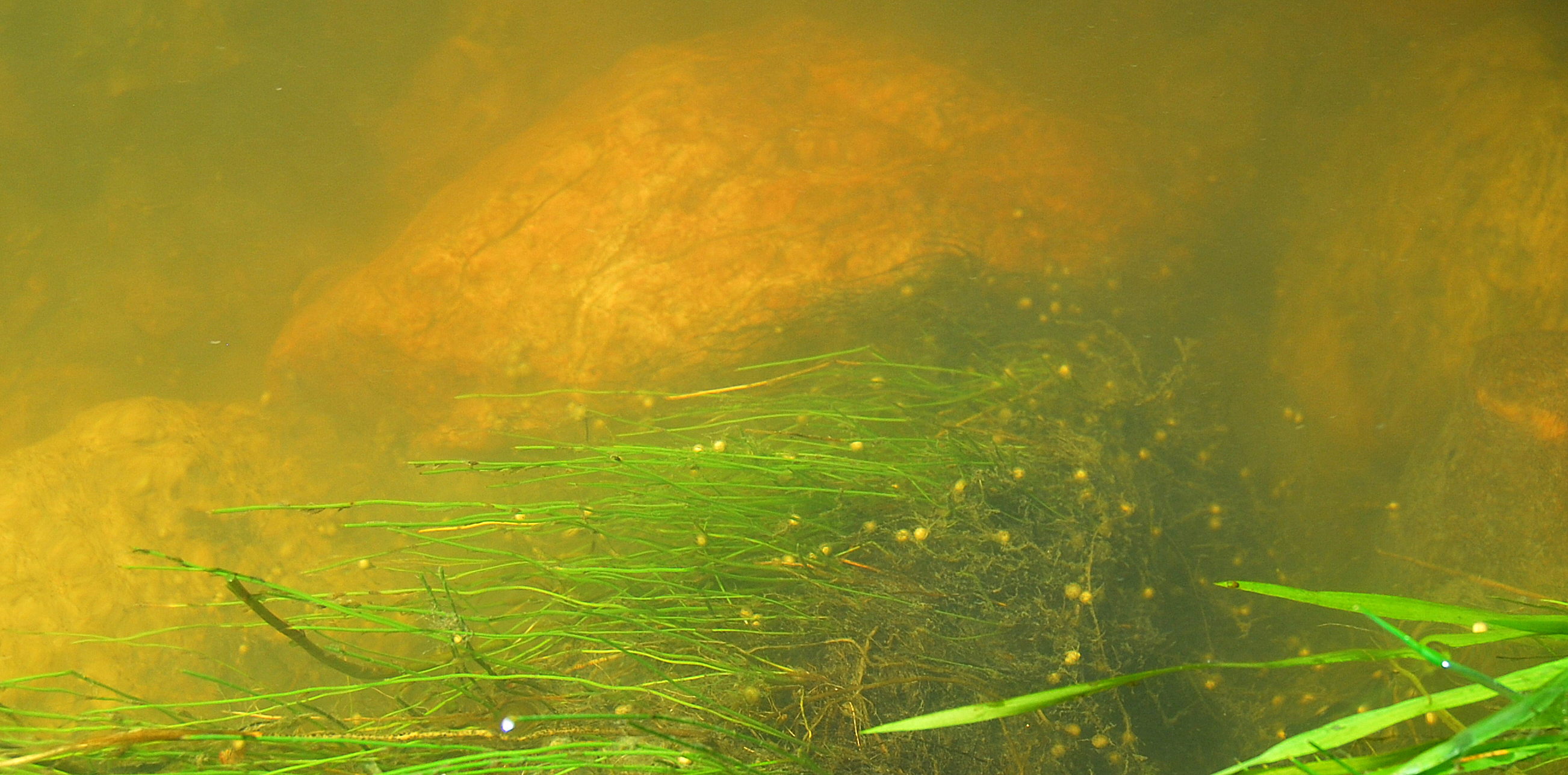 eggs  of spawning gar in Quyon River at lower bridge, 13 June 2008