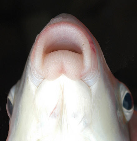 Moxostoma anisurum mouth, 433 mm total length, South Nation River downstream of Pont Seguin, 11 August 2004. Photo: Brian W. Coad.