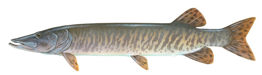 Esox masquinongy, U.S. Fish and Wildlife Service.