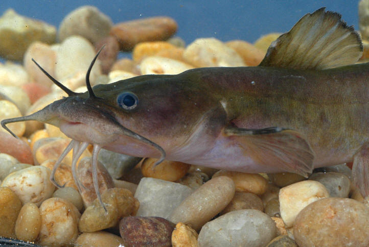 Noturus insignis, Meech Creek at Chemin du Pont, 18 August 2004. Photo: Brian W. Coad.