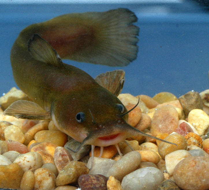 Noturus insignis, Meech Creek at Chemin du Pont, 18 August 2004. Photo: Brian W. Coad.