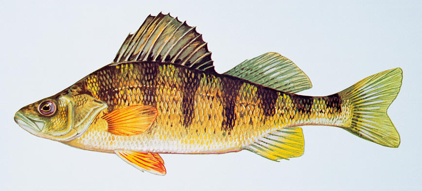 Perca flavescens, courtesy of Duane Raver and the U.S. Fish and Wildlife Service. 