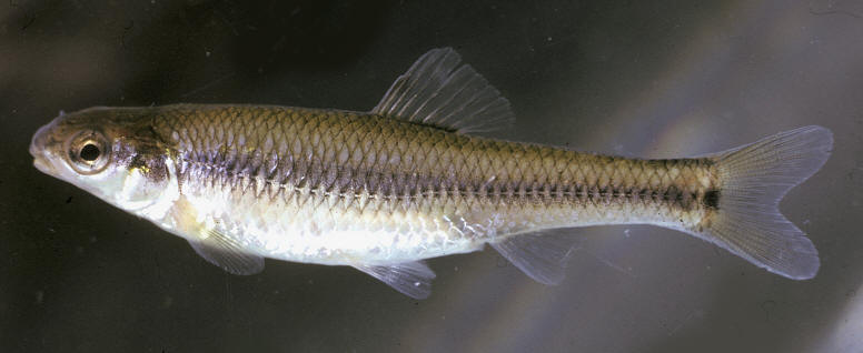 Pimephales notatus, Donaldson Lake, 14 miles northeast of Hull, CMNFI 1973-0320. Photo: D. E. McAllister.