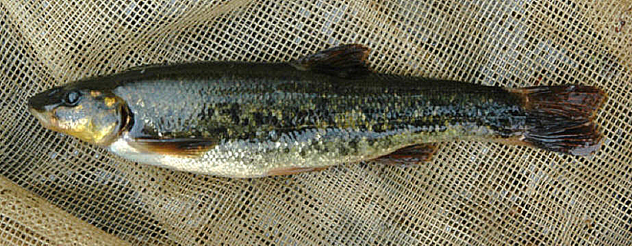 Rhinichthys cataractae, Kemptville Creek below  Bishops Mills Dam, 6 August 2004. Photo: Brian W. Coad.