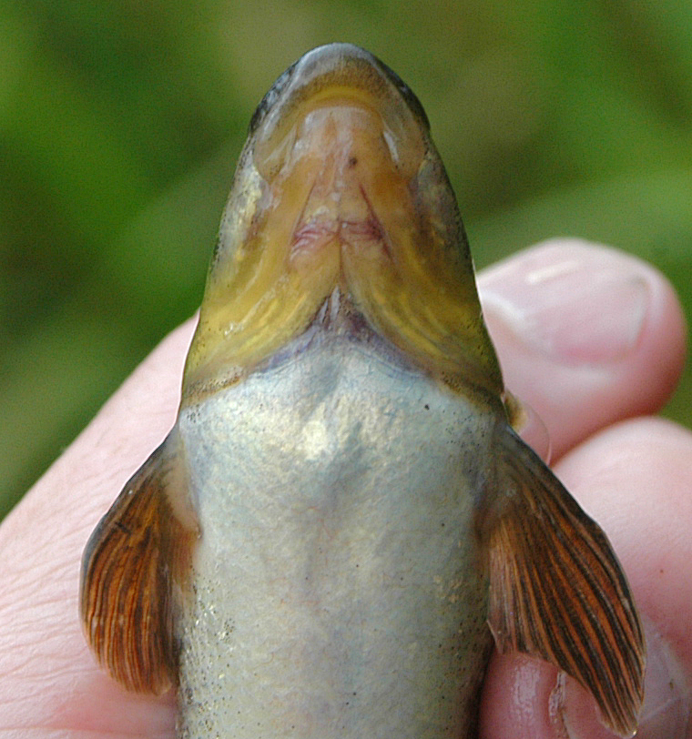 Rhinichthys cataractae, Kemptville Creek below Bishops Mills Dam, 6 August 2004. Photo: Brian W. Coad.