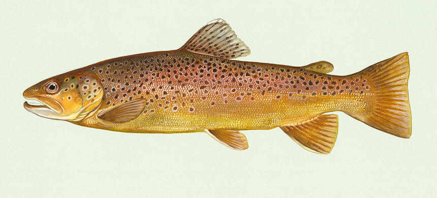 Salmo trutta, courtesy of Duane Raver and the U.S. Fish and Wildlife Service.