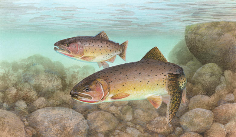 Oncorhynchus clarkii, U.S. Fish and Wildlife Service.