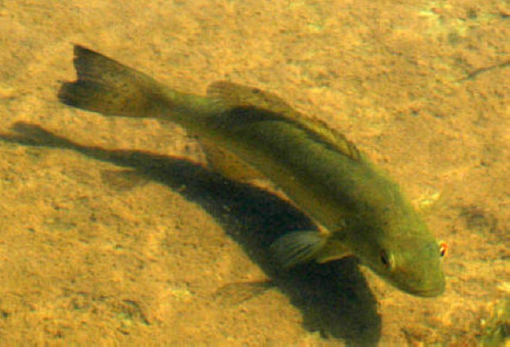 Micropterus dolomieu in shallow water, 
Pakenham Bridge, Mississippi River, 21 May 2004. Photo: Brian W. Coad.