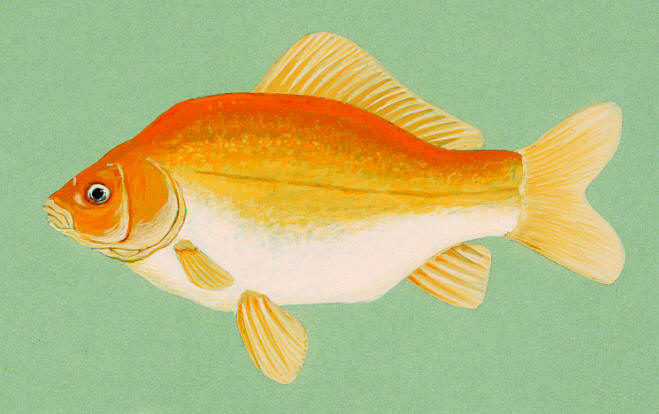 Carassius auratus, courtesy of Duane Raver and the U.S. Fish and Wildlife Service.
