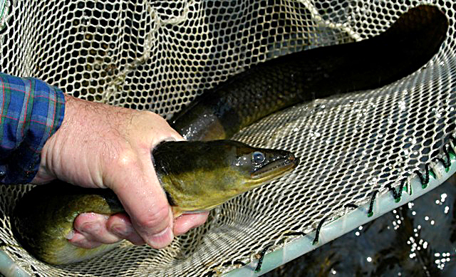 Anguilla rostrata, Ottawa River at Champlain Bridge, 28 June 2005. 
Photo: Brian W. Coad.