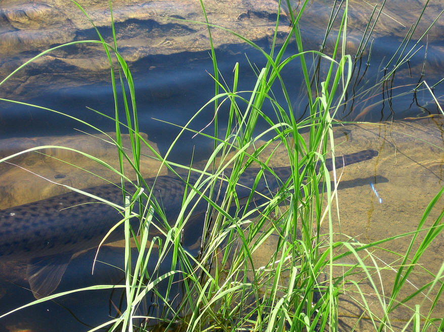 gar in Shirleys Bay, Ottawa River, 16 July 2007, courtesy of David Seburn