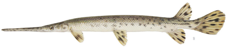 Lepisosteus osseus, courtesy of the New York State Department of Environmental Conservation.