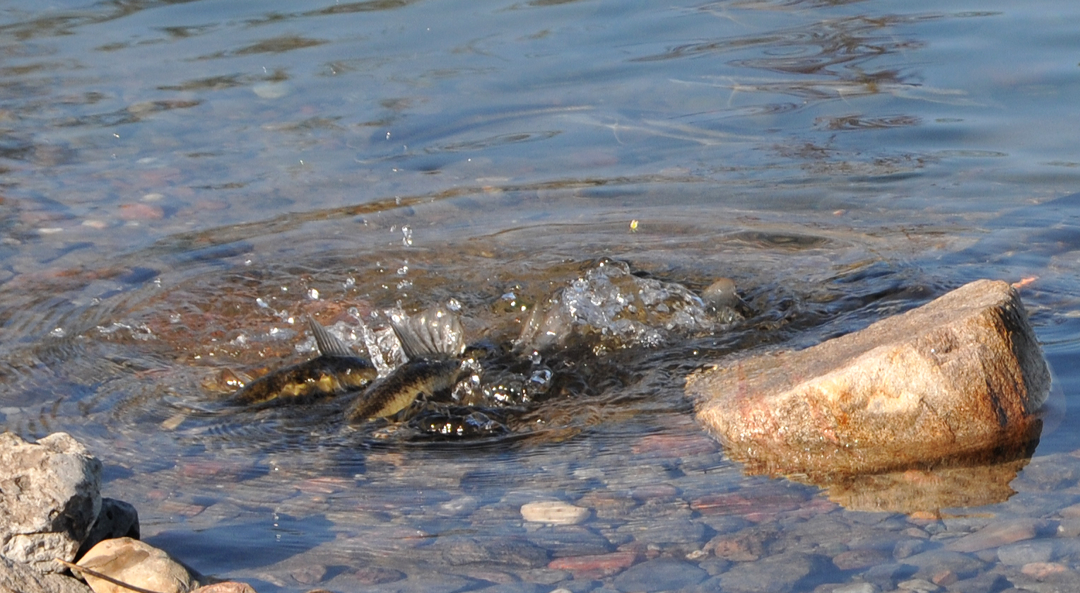 spawning suckers at quarry on Pink Road, Gatineau, 10 May 2011