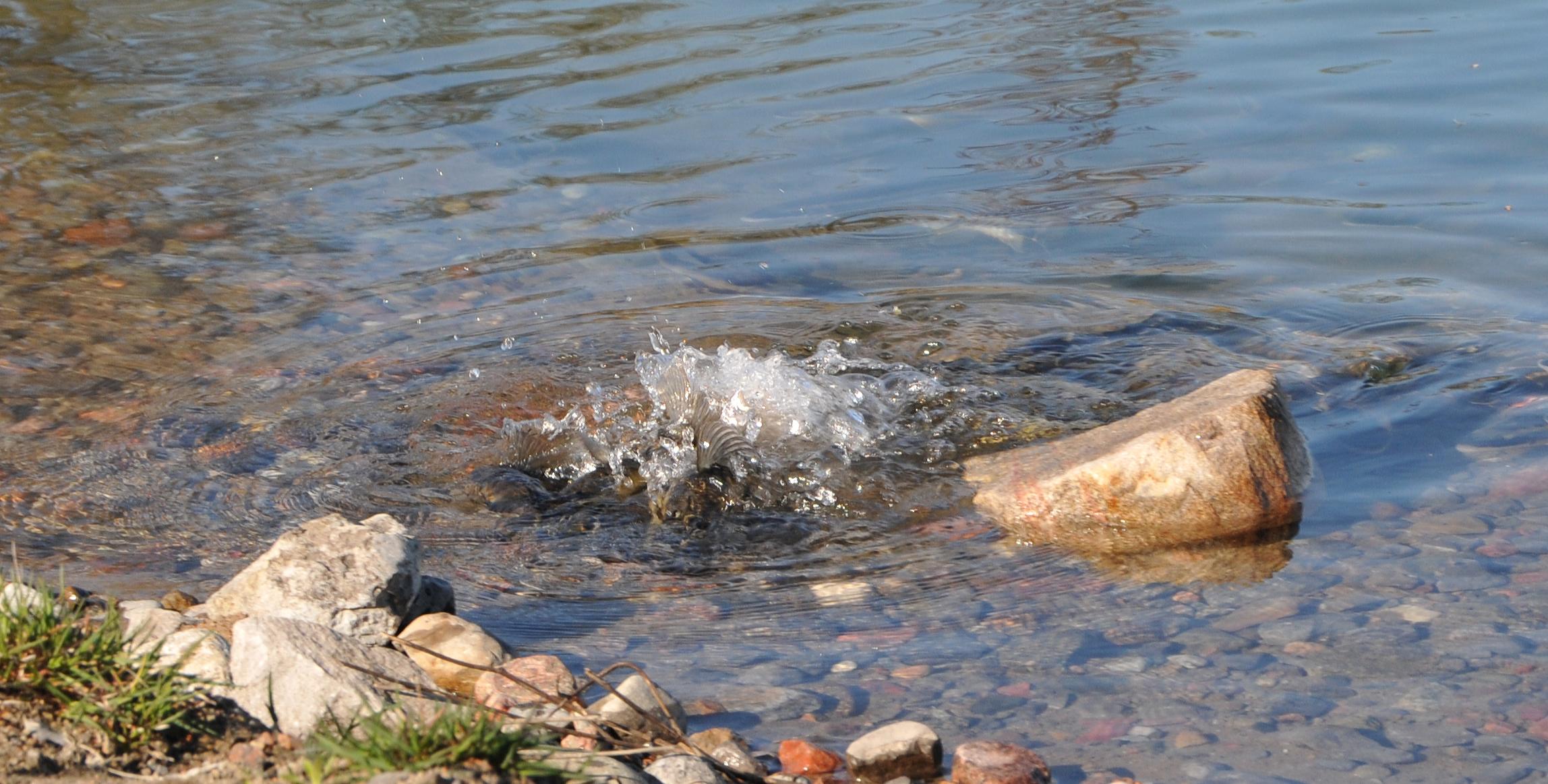 spawning suckers at quarry on Pink Road, Gatineau, 10 May 2011