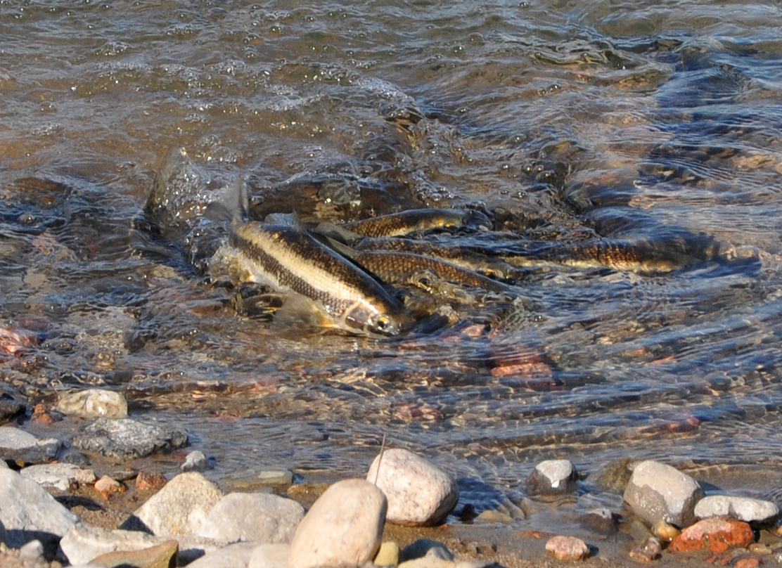 spawning suckers at quarry on Pink Road, Gatineau, 10 May 2011