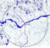 Channel Darter / Fouille-roche gris / Percina copelandi