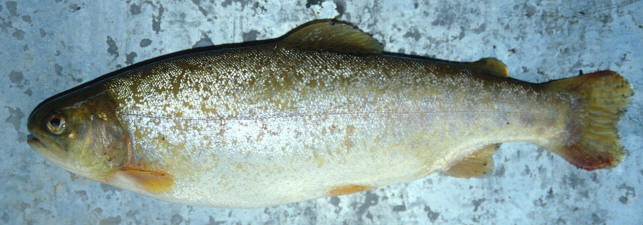 Lorestan fish farm specimen, north of Aleshtar (golden form), 3 December 2000, 