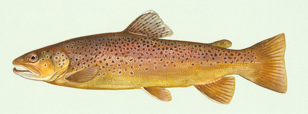 European Salmo trutta, Duane Raver, U.S. Fish and Wildlife Service