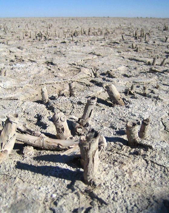 Dead reeds in Hamun-e Hirmand near volcanic mount, January 2005, 