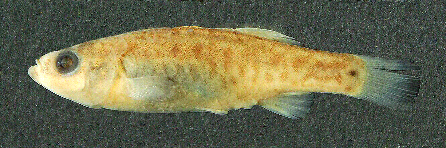 Female holotype