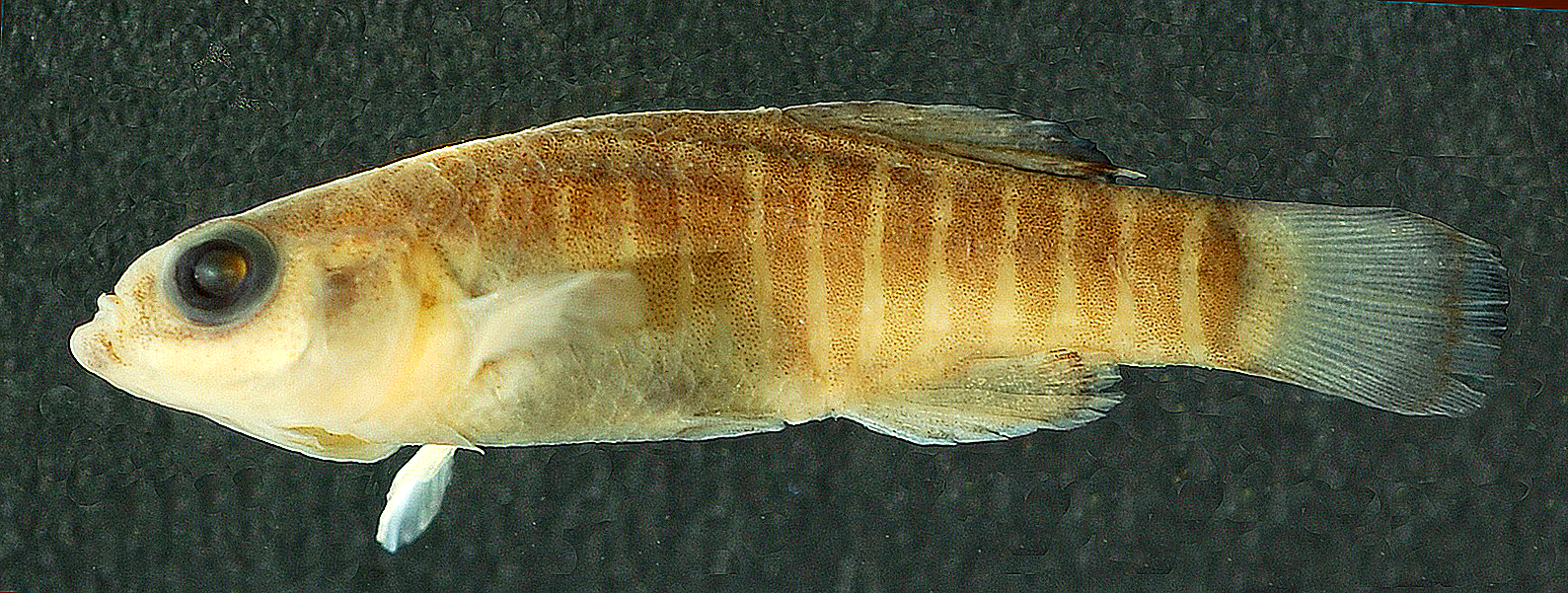 Male paratype 21.7 mm SL